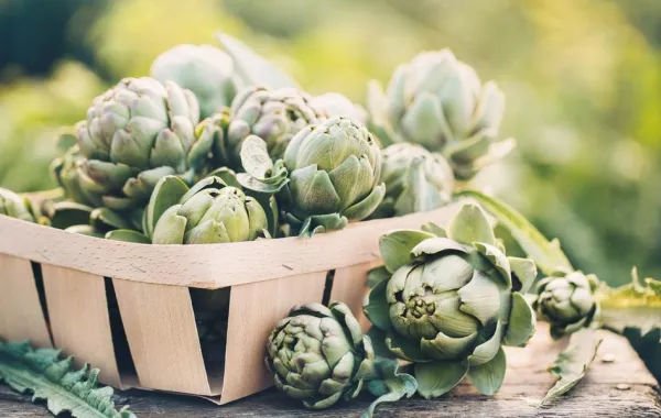 فوائد الخرشوف في الرجيم المخسس