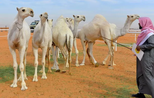 مزاد لبيع الإبل يتسبب في نقل مواطن إلى المستشفى بالأحساء