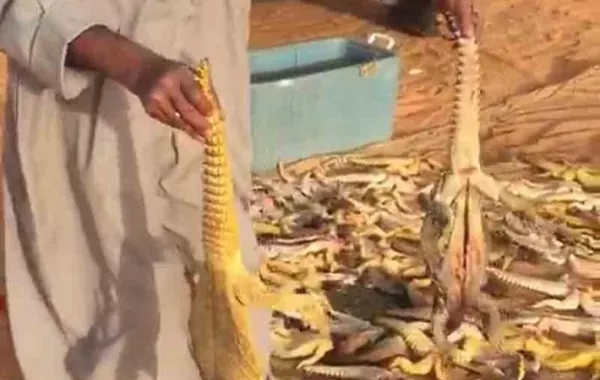 شرطة القصيم تطيح بمرتكب "مذبحة الضبان"