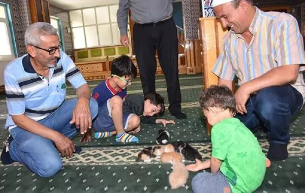 قصة إنسانية.. قطة ولدت صغارها في منبر المسجد فتبناها الإمام