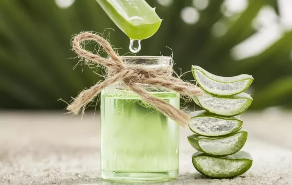 فوائد الألوفيرا في الرجيم