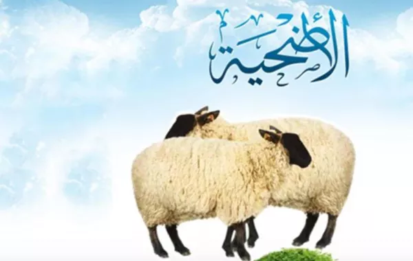 1400 % نسبة زيادة أضحيات الحجيج خلال 35 عامًا