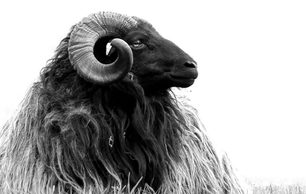 أفضل أوقات ذبح الأضحية