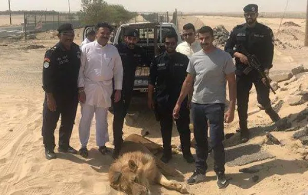 أسد هارب تثير ذعر الكويتيين