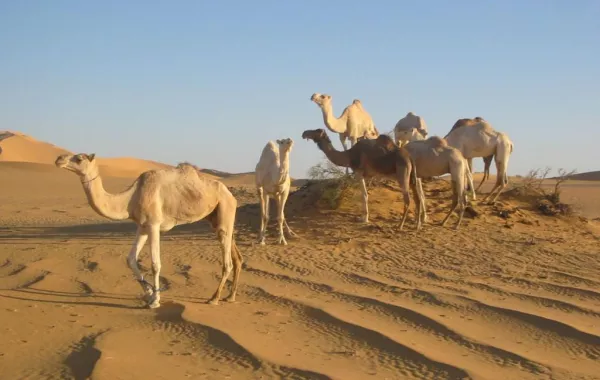 مواطن يعثر على جِمال منحورة في صحراء مكة