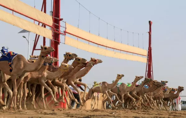 مهرجان ولي العهد للهجن يعاود منافساته بأشواط الدول العربية