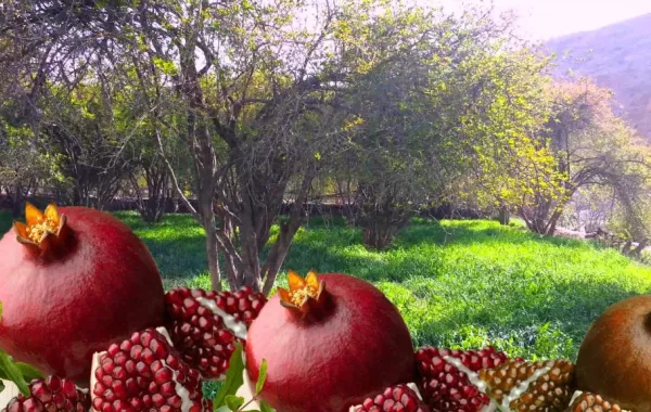 فعاليات مصاحبة لمهرجان الرمان الوطني السابع بالباحة