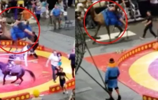 شاهد جمل غاضب يحول عروض السيرك إلى فوضى