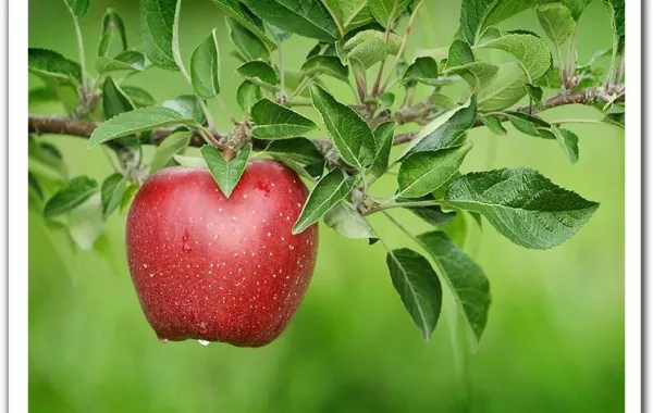 تفّاح.. على سور منزل امرأة فما القصّة؟