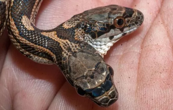 شاهد.. العثور على ثعبان نحاسي بـ"رأسين" يثير الجدل في أميركا