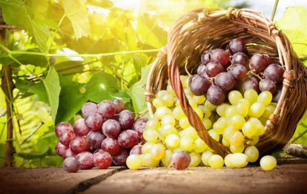 العلماء يكشفون فائدة غير متوقعة للعنب في علاج مرض خطير