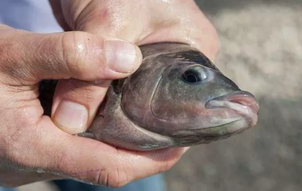 علِق في المرحاض أثناء محاولته إنقاذ "سمكة" عشائه!