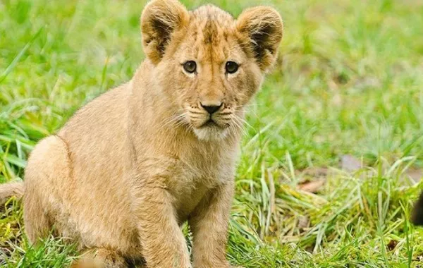 القبض على فرنسي يربي لبؤة داخل شقته في باريس