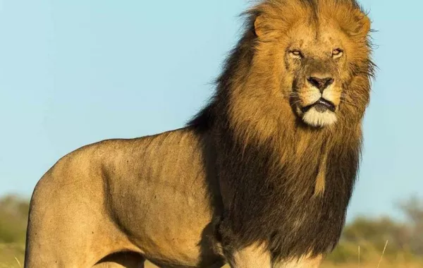 أسد يُمزّق ذراع رجل حاول استفزازه