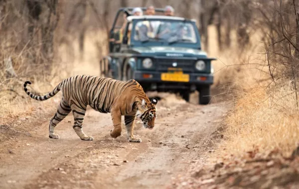 "رانثامبوري" لرحلات السفاري في نوفمبر