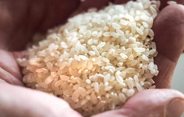 الصين تطور بذوراً مستنسخة من الأرز الهجين