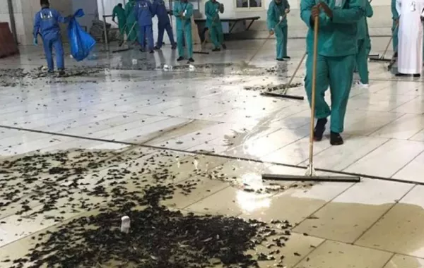 فيديو.. حشرات صراصير الليل تنتشر في ساحات الحرم