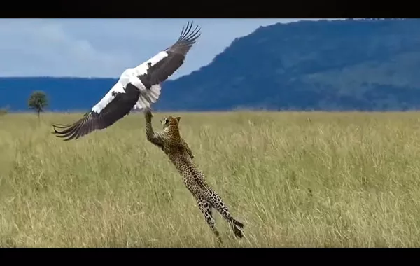 شاهد أفضل حارس مرمى في العالم.. لن تتوقع ما هو