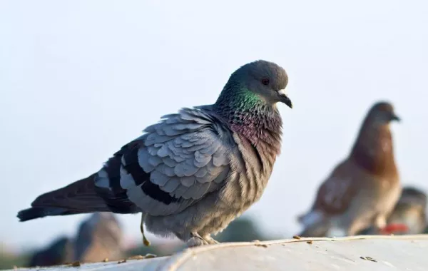 هل تسببت فضلات الحمام بموت بريطانيين حقاً؟