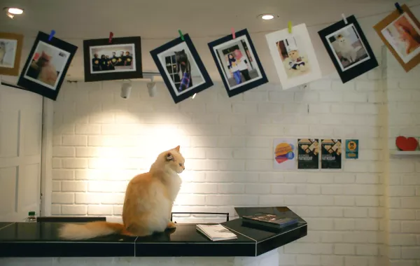 فندق «5 نجوم» للقطط المنزلية المدللة في العاصمة الماليزية