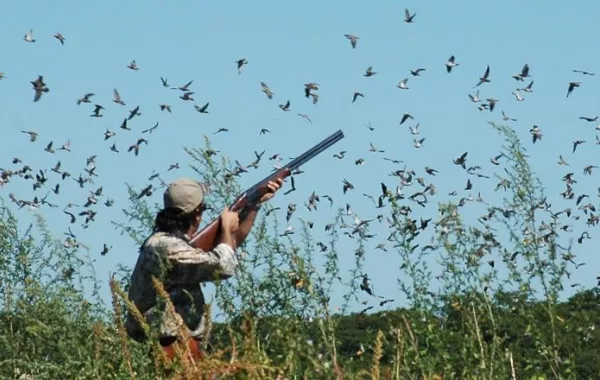 حاول اصطياد حمامة فقتل جارته برصاصة في الرأس