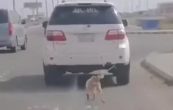 معذب الكلب في قبضة الجهات الأمنية