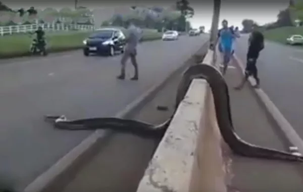 شاهد ماذا حدث عند مرور أناكوندا بالطريق في البرازيل؟!