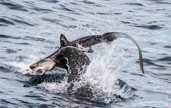 شاهد: معركة شرسة بين كلاب وأسماك قرش ضخمة