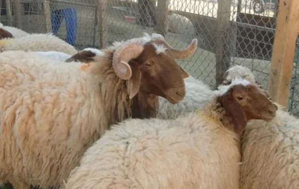 السعودية تحدد سعر الأضاحي بـ 490 ريالاً لحج هذا العام 1440