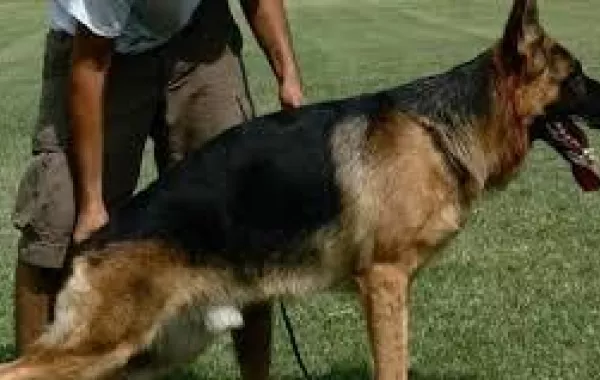 زوجة تطلب طلاق للضرر وتقول: زوجي يتشاجر معي بالكلاب الشرسة