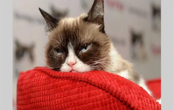 وفاة «القطة» الأكثر شهرة في العالم