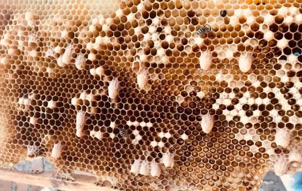 في الإمارات بيوت نحل تقود إلى المحكمة