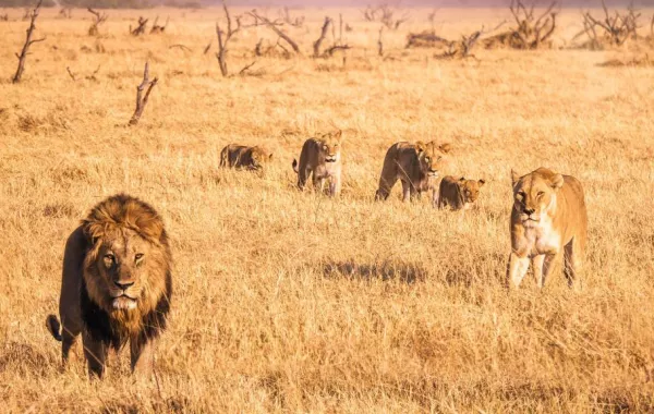 الرعب في الطرقات.. هروب جماعي لـ14 أسدًا مفترسًا في جنوب أفريقيا