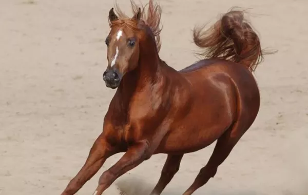 شاهد: احتفال يتحول إلى ذعر بعد اقتحام حصان جامح للمتفرجين في روسيا