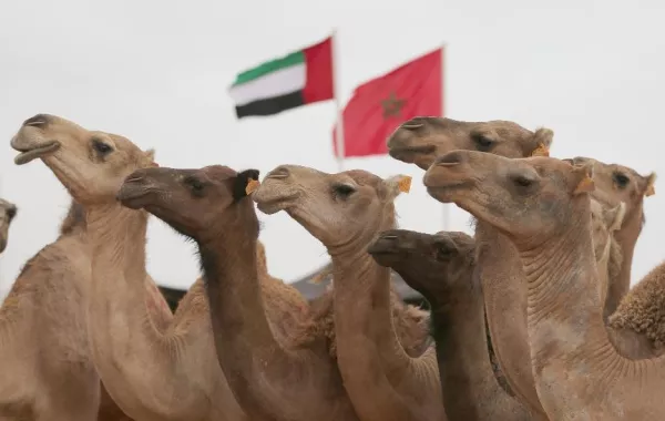 المغرب يفتتح "موسم طانطان" والإمارات تستعد لمشاركتها السادسة