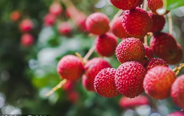 ثمرة الليتشي تودي بحياة أكثر من 53 طفلاً في الهند!