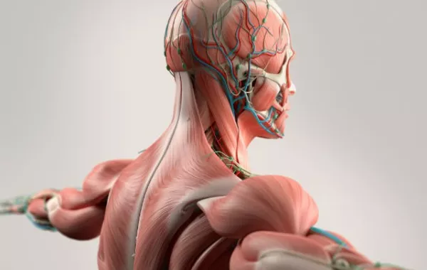 اختبار  أعضاء الجسم ..هل تعرفون أسماءها؟