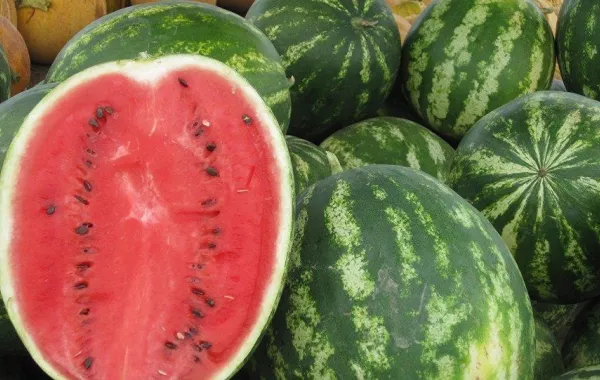 يعزز المناعة ويحارب الشيخوخة.. فوائد مذهلة لبذور البطيخ