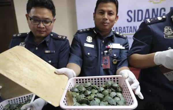 إحباط محاولة تهريب أكثر من 5 آلاف سلحفاة من مطار كوالالامبور