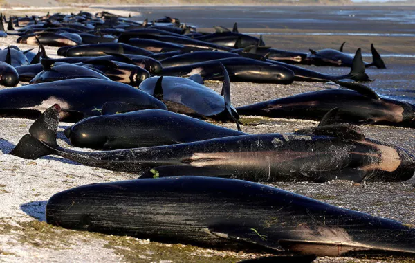 لماذا قررت اليابان العودة لاستئناف صيد الحيتان بعد 30 عاماً؟