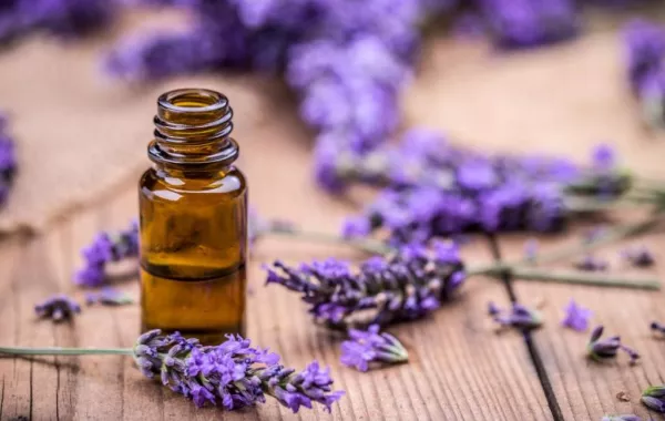عطور اللافندر... خيار مفضل للفرنسيات