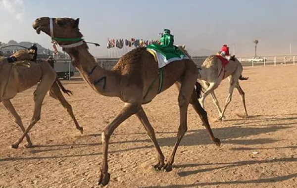 3.png الهجن أثناء السباق