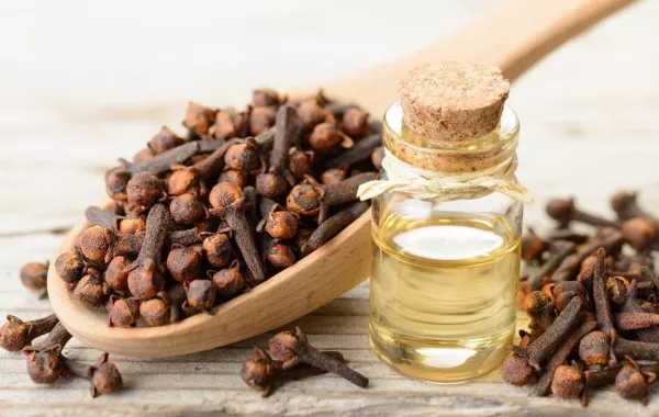 فوائد القرنفل للحامل