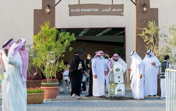 زراعة الزيتون في السعودية إنجاز وطني وتشجيع سياحي