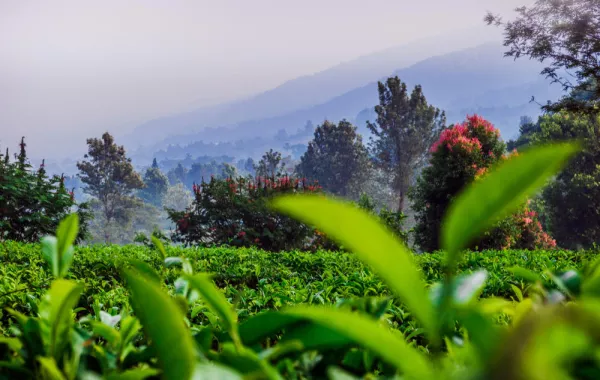 أماكن السياحة في بونشاك