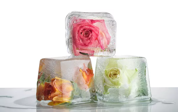 مكعبات ماء الورد ستغيّر بشرتك تماماً