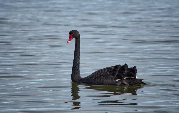 من هي "بلاك سوان"؟