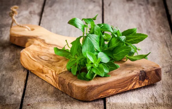 فوائد وأضرار الحبق للحامل 