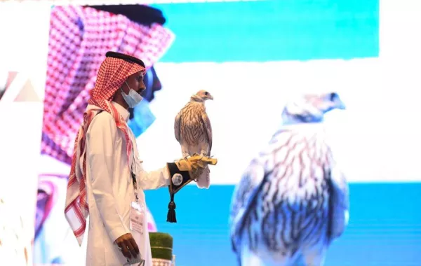 بيع أغلى صقر حر من حر إنتاج سعودي