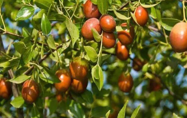 صورة لثمار فاكهة العناب